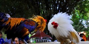 Đá Gà Bong88 - Thế Giới Giải Trí Đỉnh Cao Và Hấp Dẫn Nhất