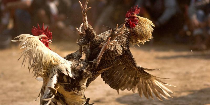 Thế giới đá gà cựa sắt cực kỳ kịch tính Thế giới đá gà cựa sắt cực kỳ kịch tính