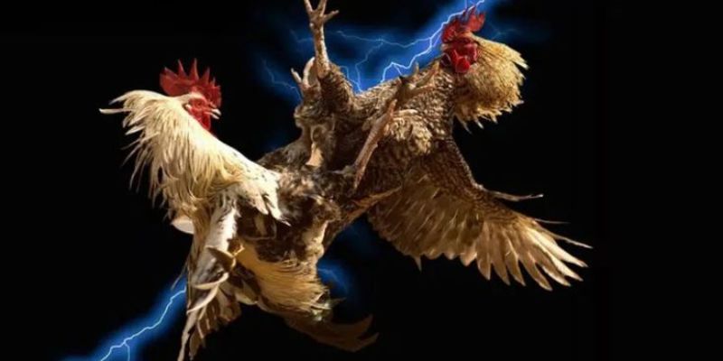 Ưu điểm thu hút nhiều người tin tưởng Ưu điểm thu hút nhiều người tin tưởng