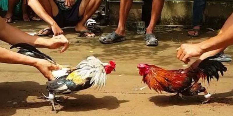 Link Xem Thomo – Trải Nghiệm Đỉnh Cao Trong Thế Giới Đá Gà