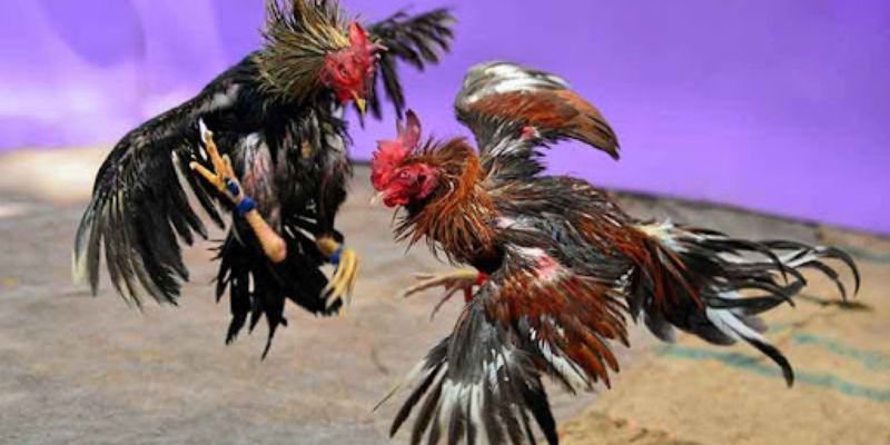 Trực tiếp đá gà Campuchia đỉnh cao Trực tiếp đá gà Campuchia đỉnh cao