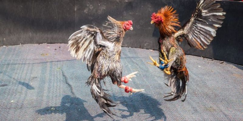 Ưu điểm làm nên giá trị của trực tiếp đá gà Campuchia Ưu điểm làm nên giá trị của trực tiếp đá gà Campuchia